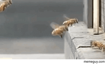 to bee or not to bee