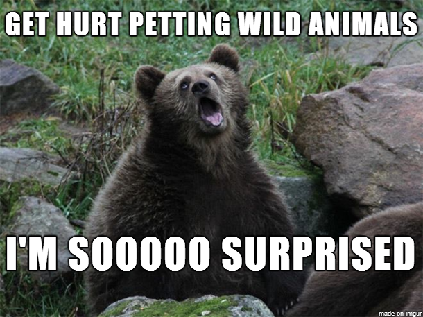 To the girl who pet the baby bear and got bit