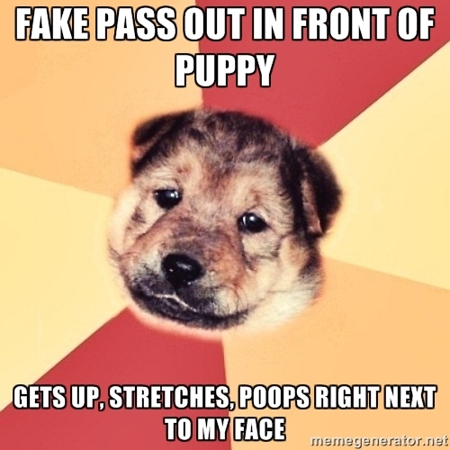 To the guy who fake passed out in front of his dog I tried the same with my  month old puppy