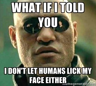 To the people who respond with A dogs mouth is much cleaner than a humans when I tell them I dont want to be licked in the face