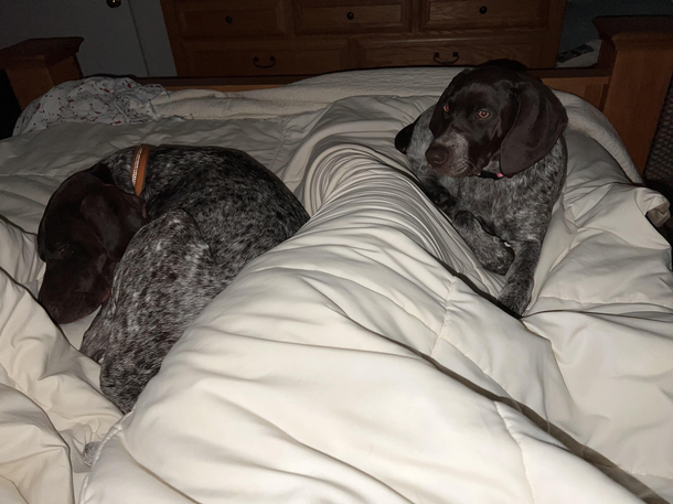 To the redditor who has but a sliver of the bed to sleep on I feel your pain