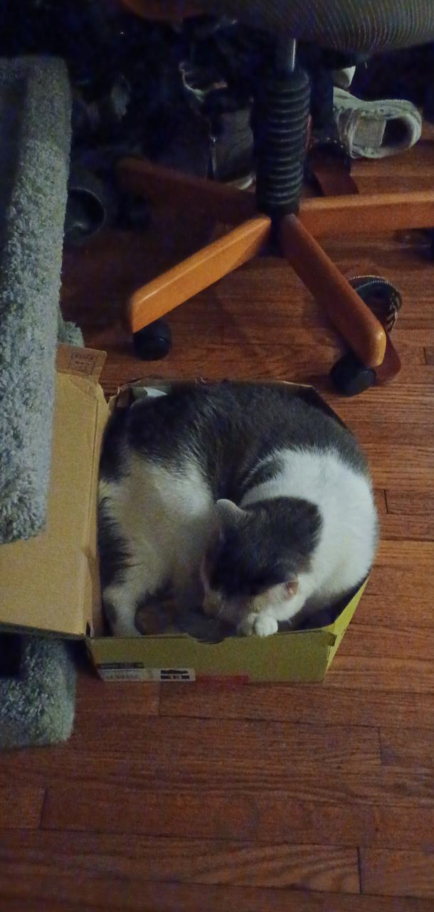 Today I found out my cat is a size 