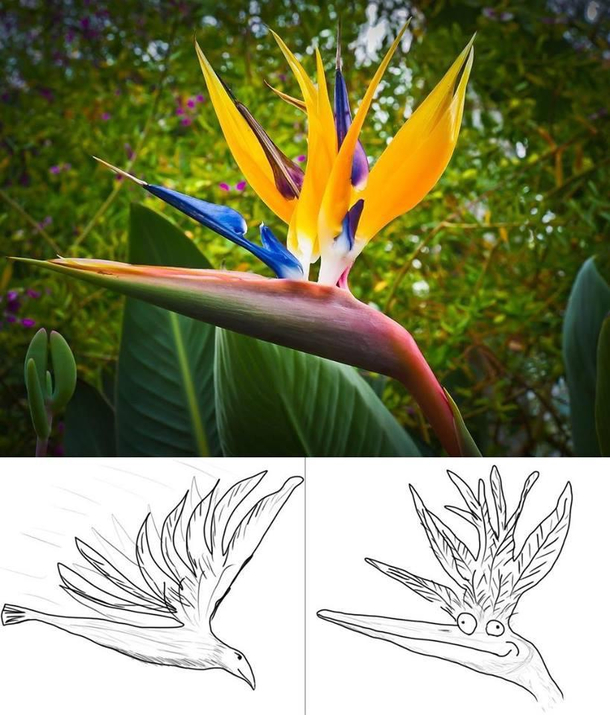 Today I learned This plant is called the Bird of Paradise because it looks like the picture on the left not the one on the right