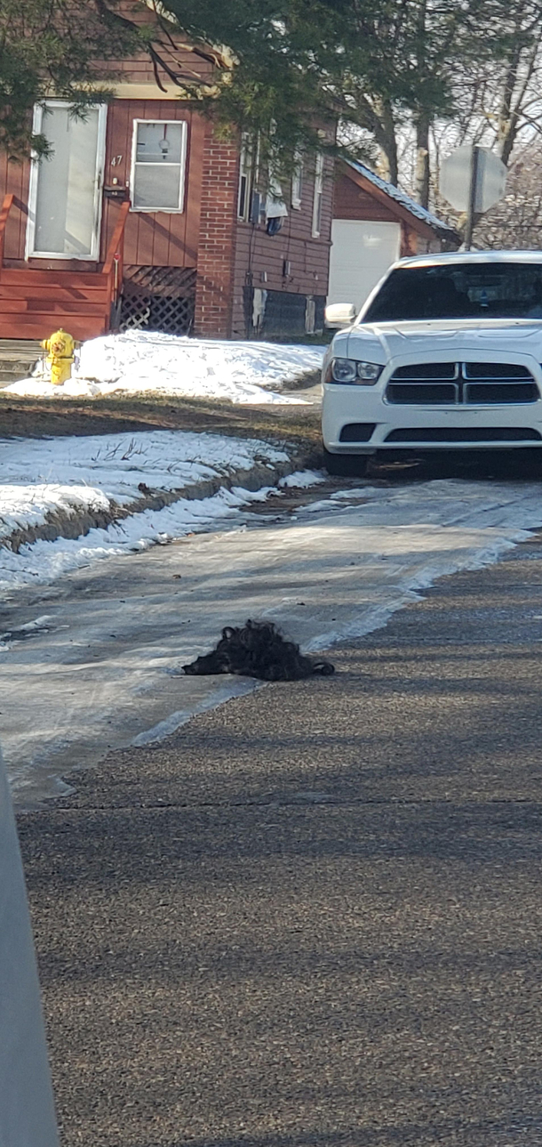 Today I spotted the rare and regal tumbleweave Truly majestic