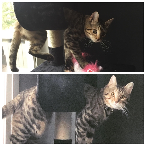 Today my cat decided to recreate her picture from  months ago