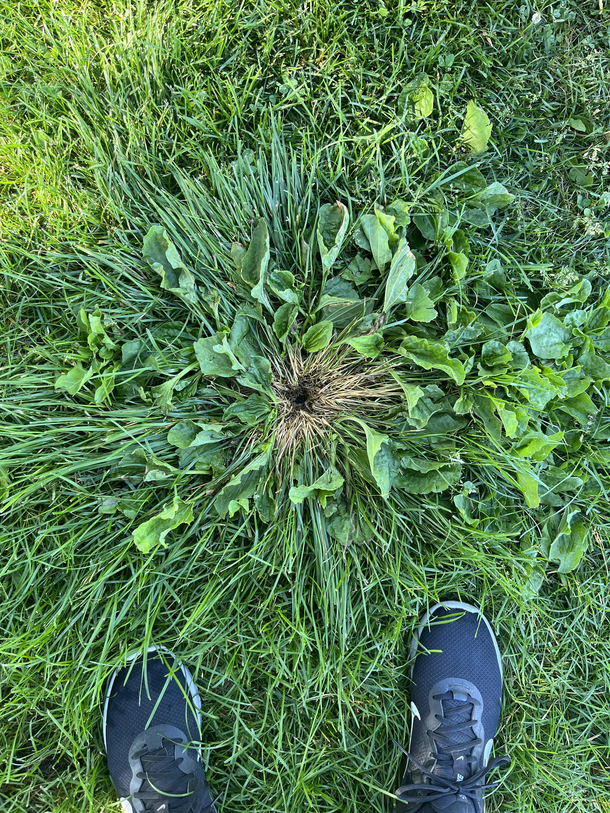 Today while walking my dog I came across earths butthole