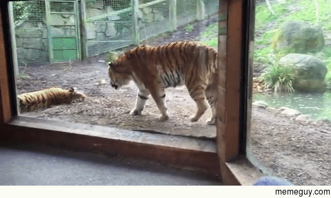 Toddler beats swift retreat after cuddly tigers turn nasty