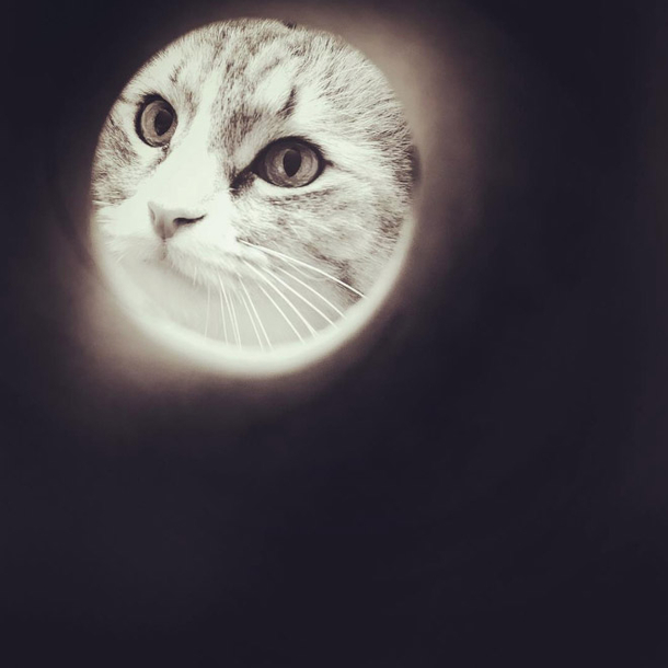 Toilet roll  Cat  Moon