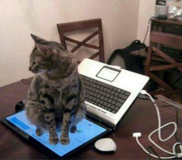 Told my cat not to sit on the keyboardWell he didnt