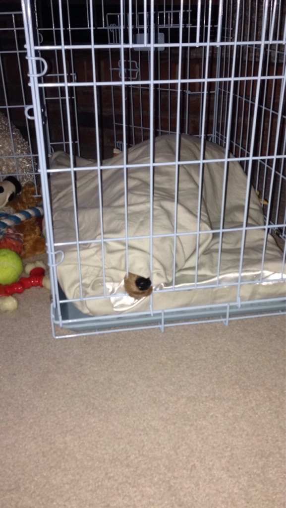 Told my dog it was time to get a bath Wonder where he could be hiding