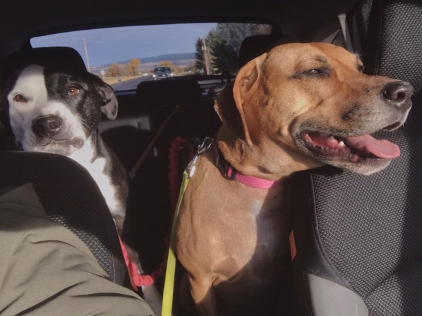 Told them we were going to the Vet Only one of my dogs knows what that means