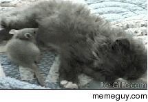 Tomamp Jerry today