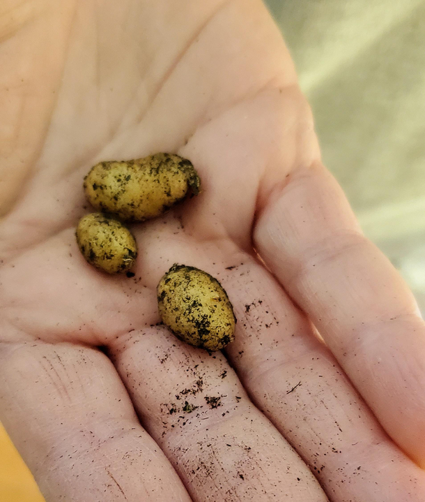 Tonight we feast on our potato crop