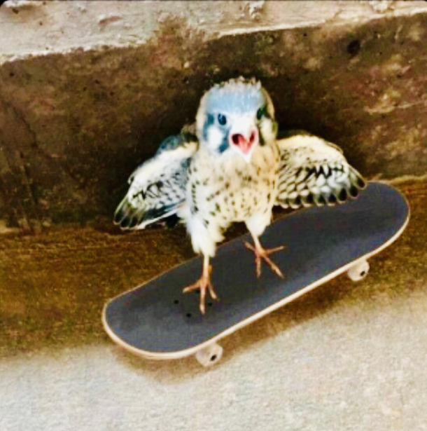 Tony Hawk - age 