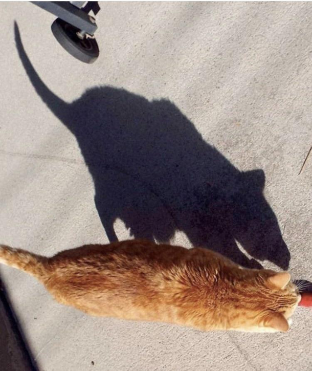Too bad he cant catch his own shadow