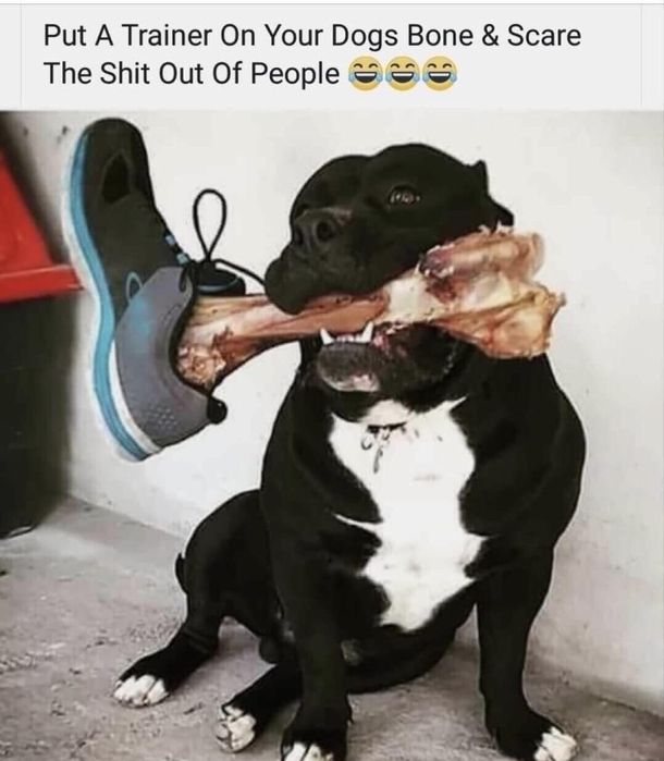 Too bad my dog is smaller than the shoe