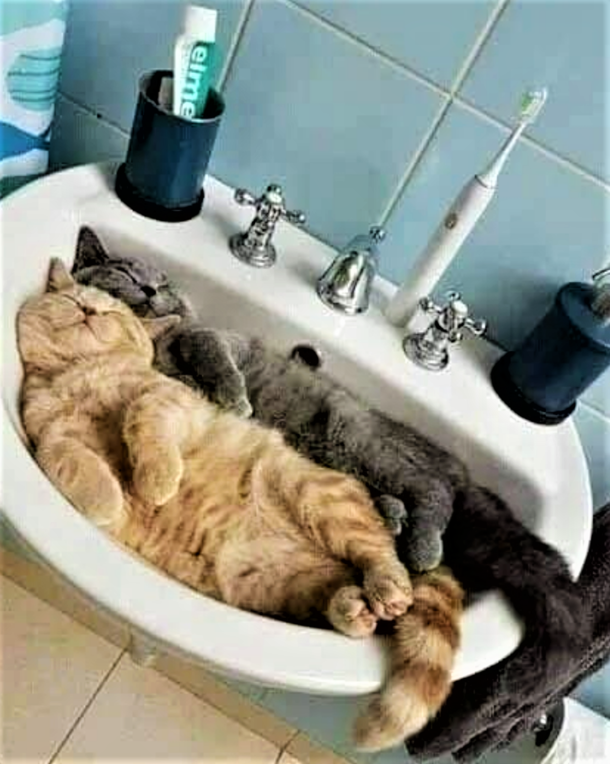 Too much catnip the night before