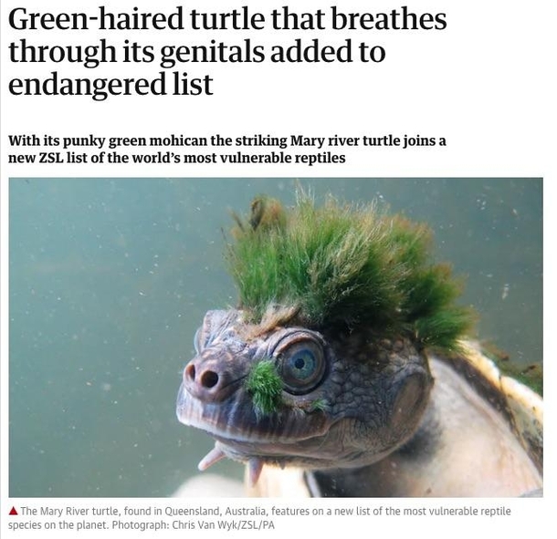 Too weird to be alive