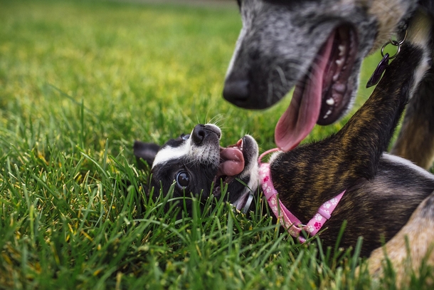 Took a perfectly timed photo of my puppy on a play date