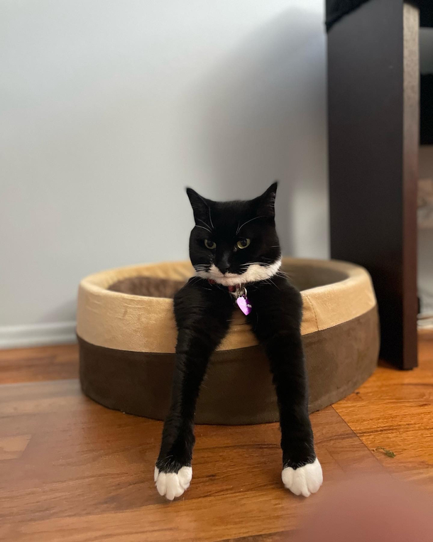 Took a pic of my cat that makes her look like she only has a head and two legs