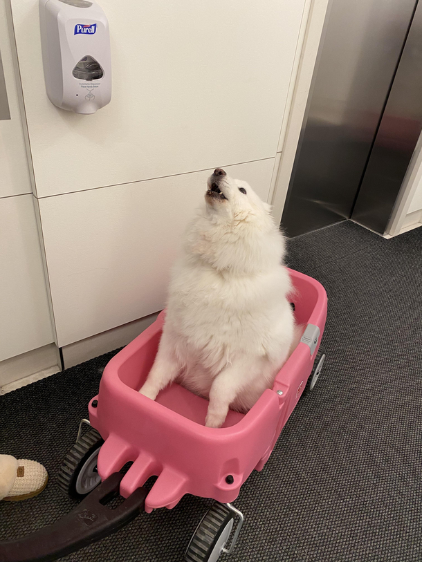 Took a pic of this good girl and she decided to sing