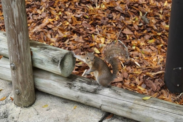 Took a picture of a squirrel and it looks like its holding a gun