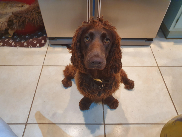 Took a picture of my dog sitting weirdly and it looks like he has little arms