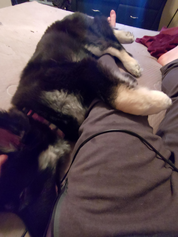Took a picture of pup being cute then noticed my alien ass looking foot and cant stop laughing