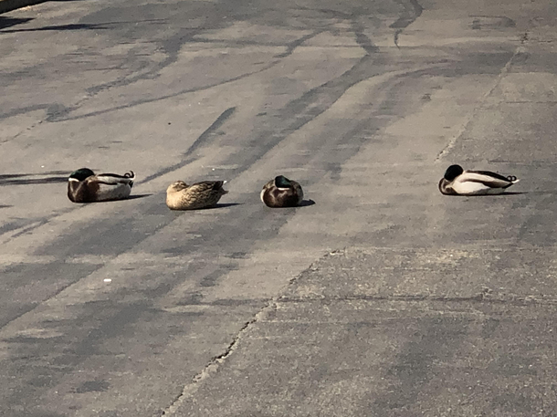 Took me  years but I finally got my ducks in a row
