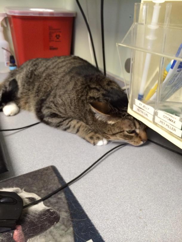 Took my cat to the vet today This was the best hiding place he could find