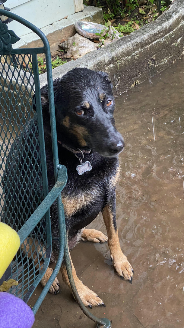 Took my dogs swimming and it started to pour That side eye says everything