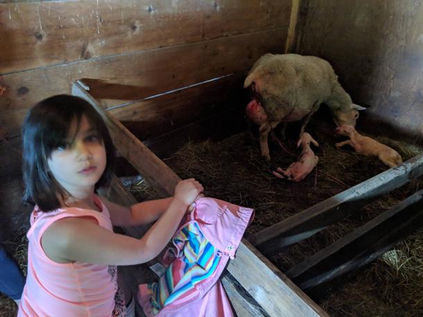 Took my  year old daughter to a sheep farm She saw a live birth This is the look of complete confusion and multiple questions forming
