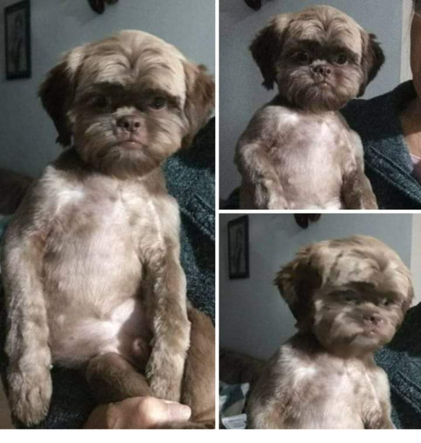 Took the dog to the groomer I dont know to feel sorry or happy for him