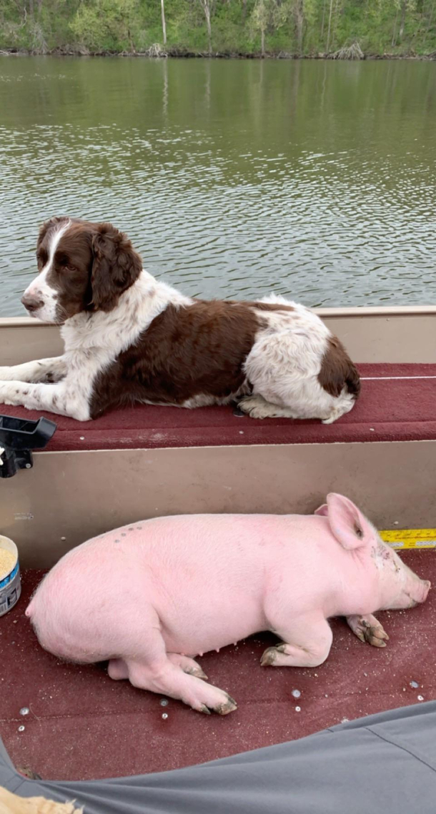 Took the dogs fishing today