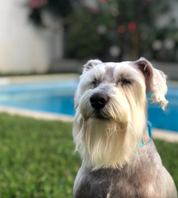 Took this photo and my dog kinda looks like Merlin about to send me on a quest