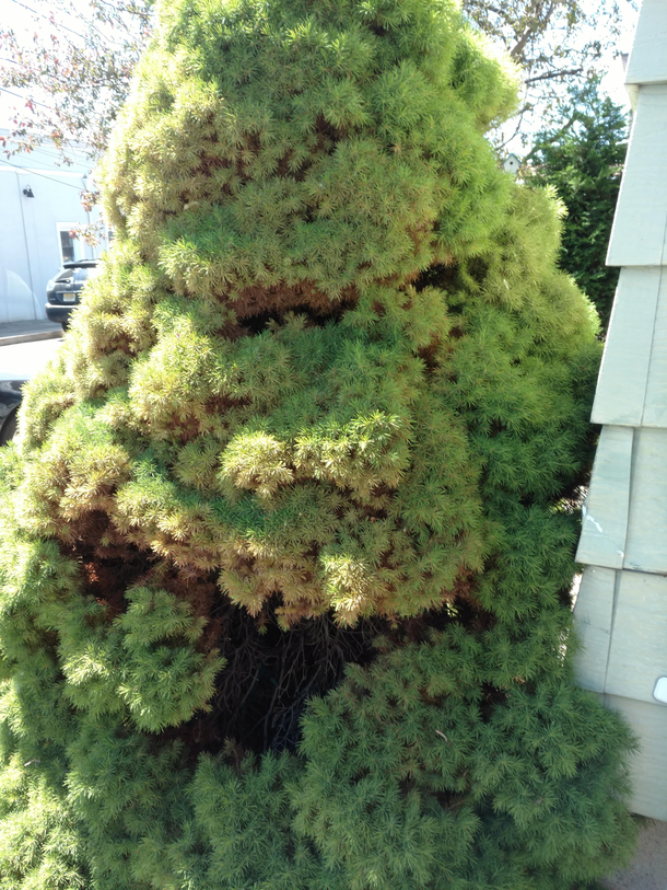 Took this pic of a bush in my yard I believe its possessed by Slimer