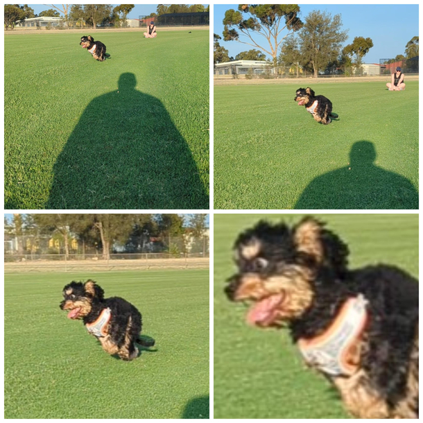 Took what I thought was a majestic photo of my puppy until I zoomed in