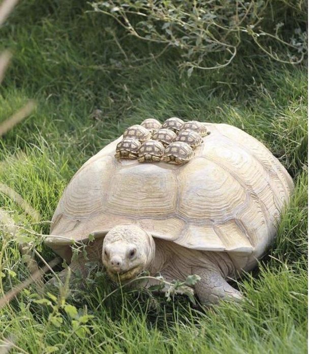 Tortoise Minibus have to get the kids to school some how