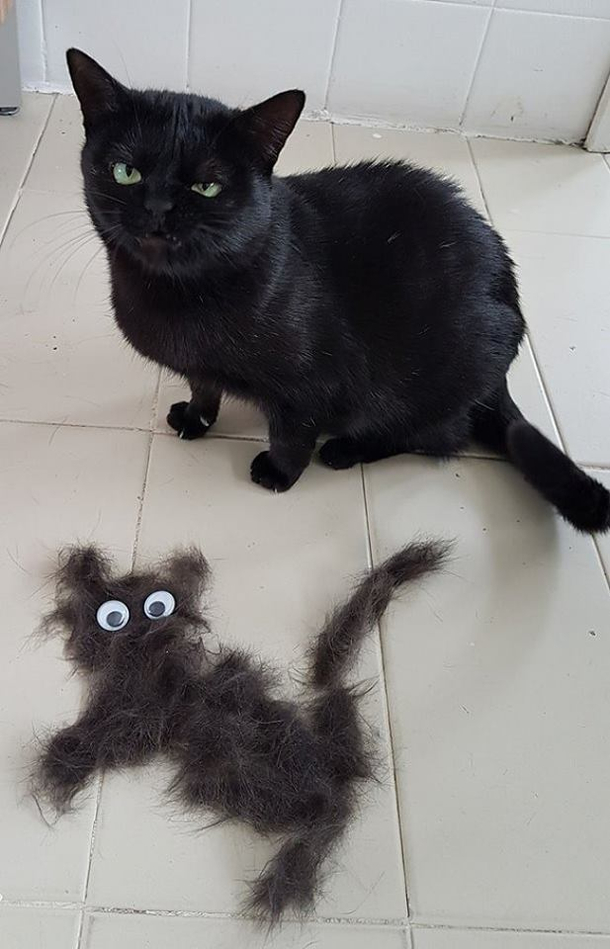 Totally real cat  totally real cat