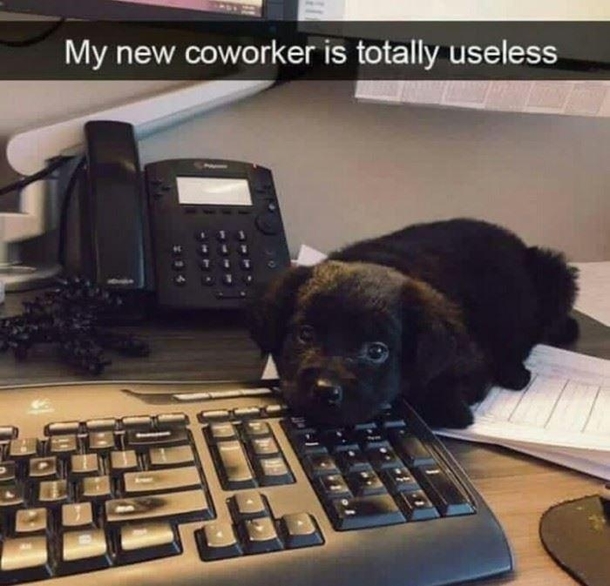 Totally Useless Co-Worker