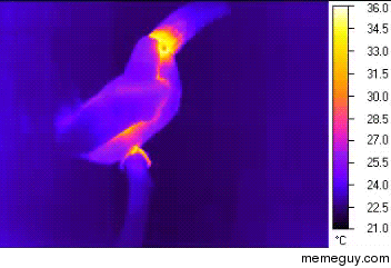 Toucan releases heat using its beak to cool itself off