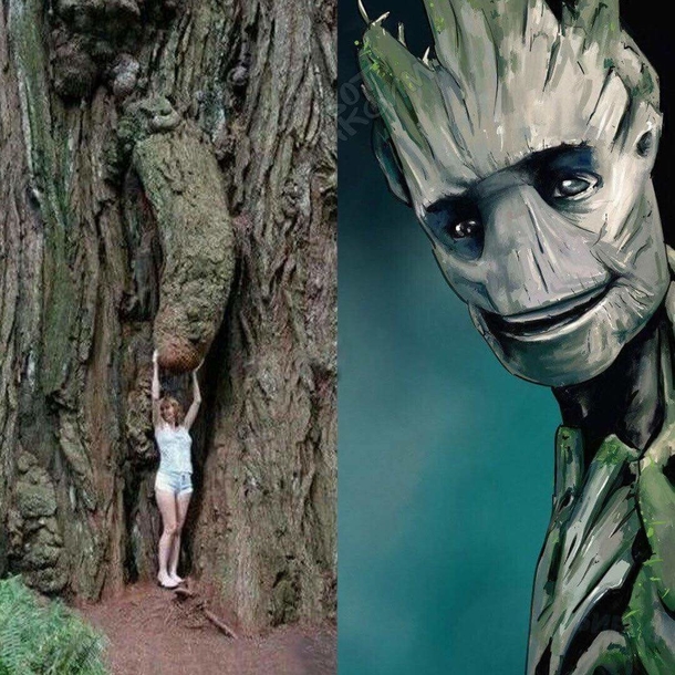 Touch my groot