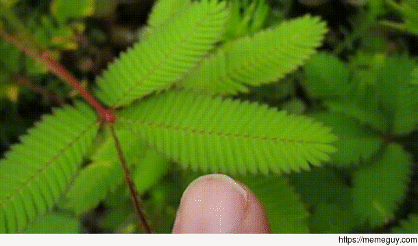 Touch sensitive plant