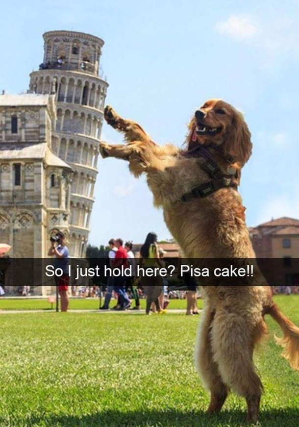Tourist doggo