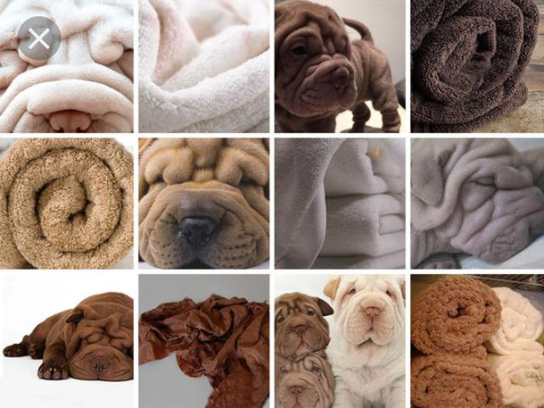 Towel or dog