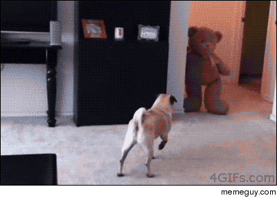 toy-bear-scares-the-shit-out-of-a-pug-108409.gif