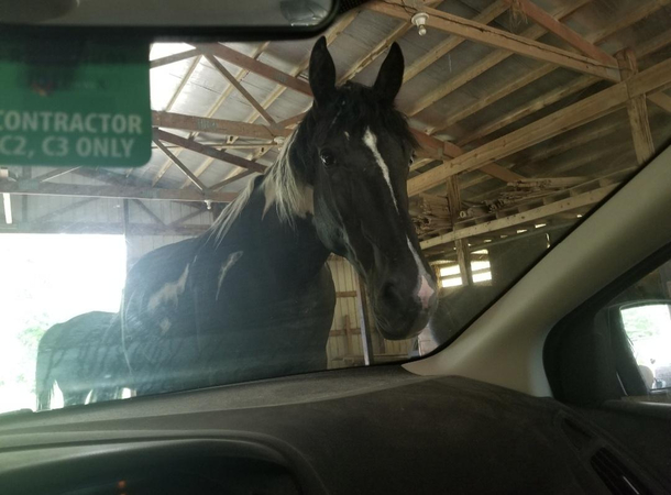 Traffic at the barn was awful today