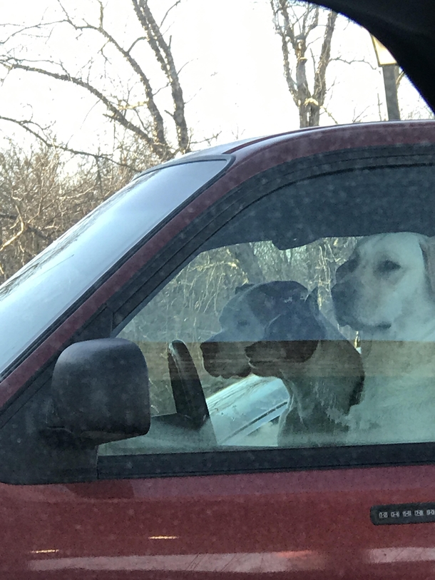 Traffic today was a little ruff