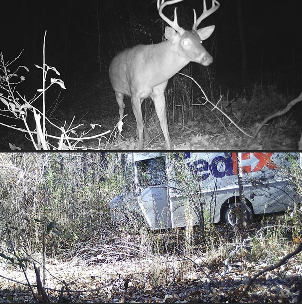 trail camera caught a fedex driver using an atv trail through the woods as a shortcut