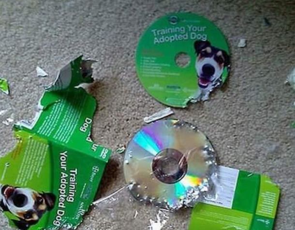 Training fail
